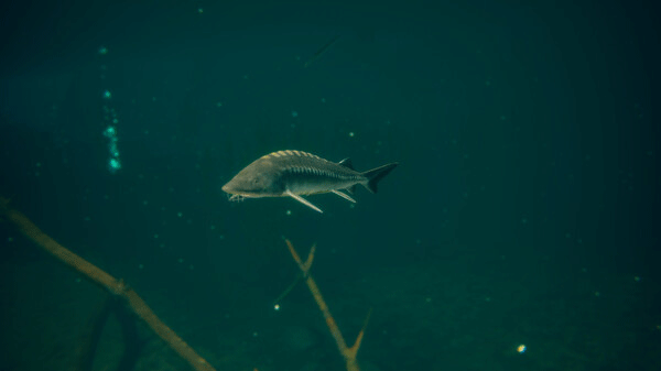 终极钓鱼模拟器