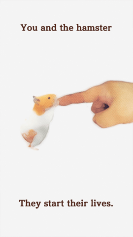 我的仓鼠游戏无广告版